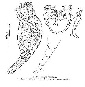 Kutikova, L A;L A Folian (1996): Proceedings of the Zoological Institute 267 